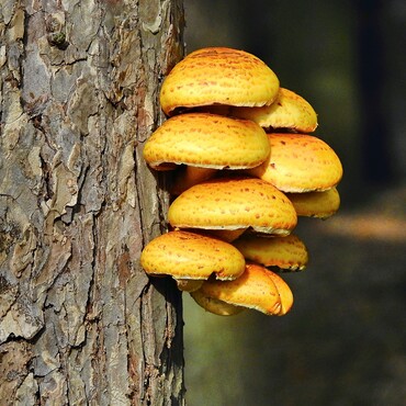 Pilze wachsen am Baumstamm