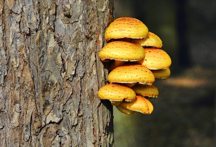 Pilze wachsen am Baumstamm