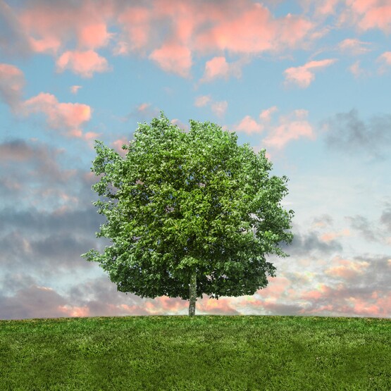 Baum auf der Wiese in der Abenddämmerung