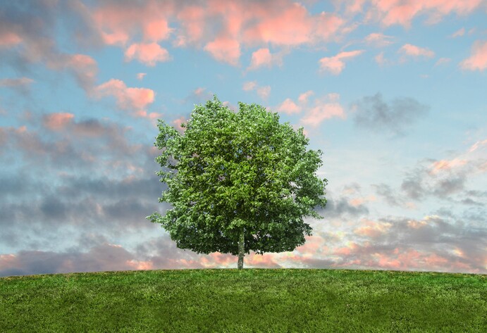 Baum auf der Wiese in der Abenddämmerung