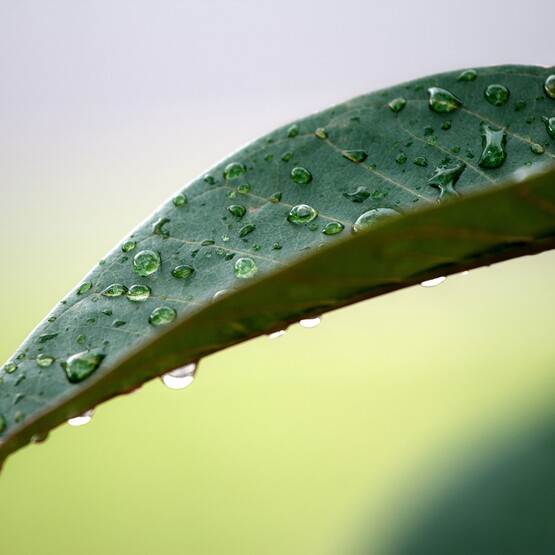 Wassertropfen auf einem Blatt