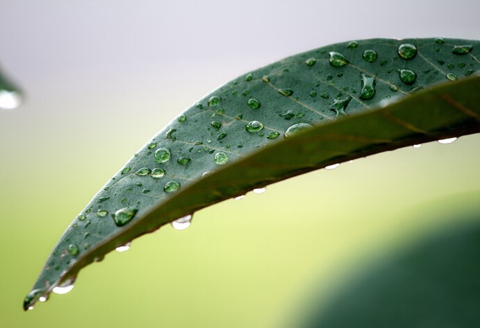 Wassertropfen auf einem Blatt