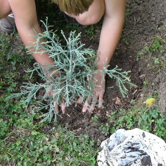 Draufsicht auf ein Kind, das einen Baum pflanzt