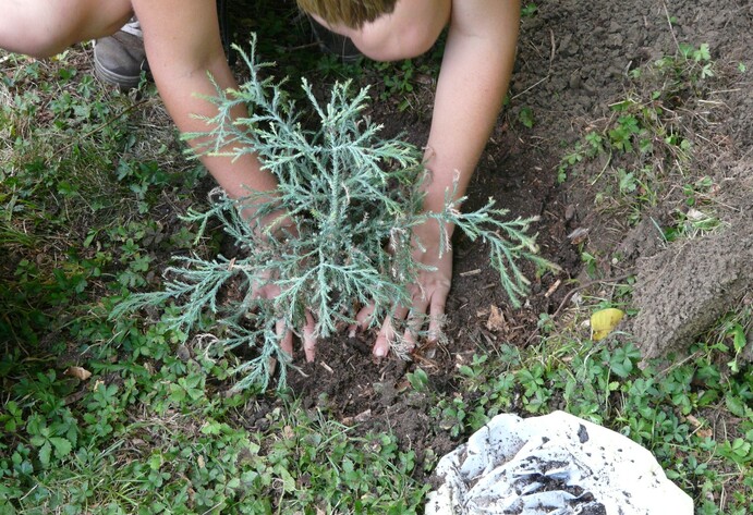 Draufsicht auf ein Kind, das einen Baum pflanzt