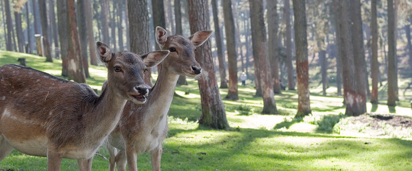 Rehe stehen in Waldlichtung