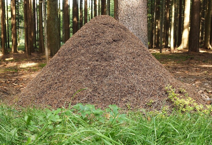 Hügel von Waldameisen