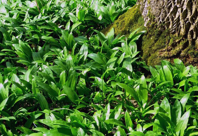 Bärlauch im Wald