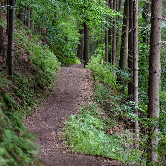 Steigunh im Wald