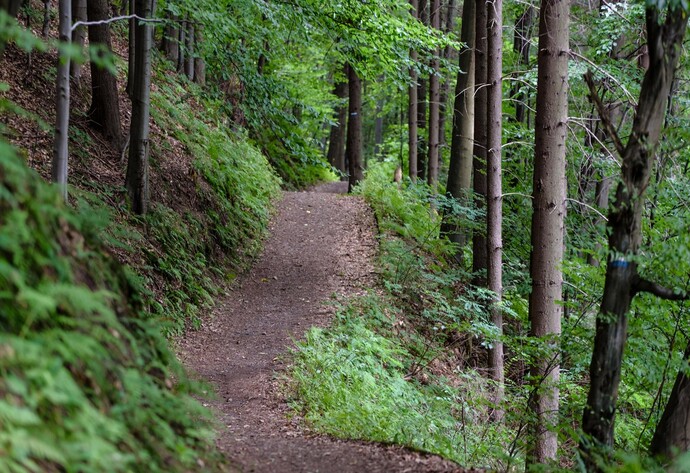 Steigunh im Wald