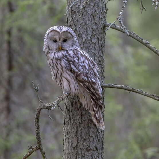 Eule im Wald