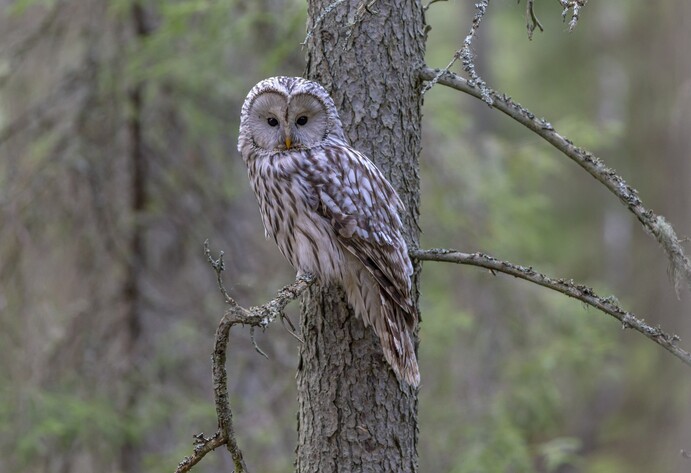 Eule im Wald