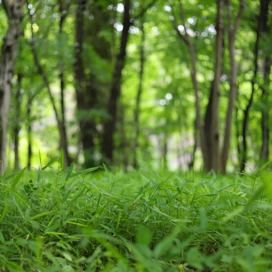 Wald aus Froschperspektive