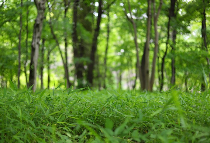 Wald aus Froschperspektive