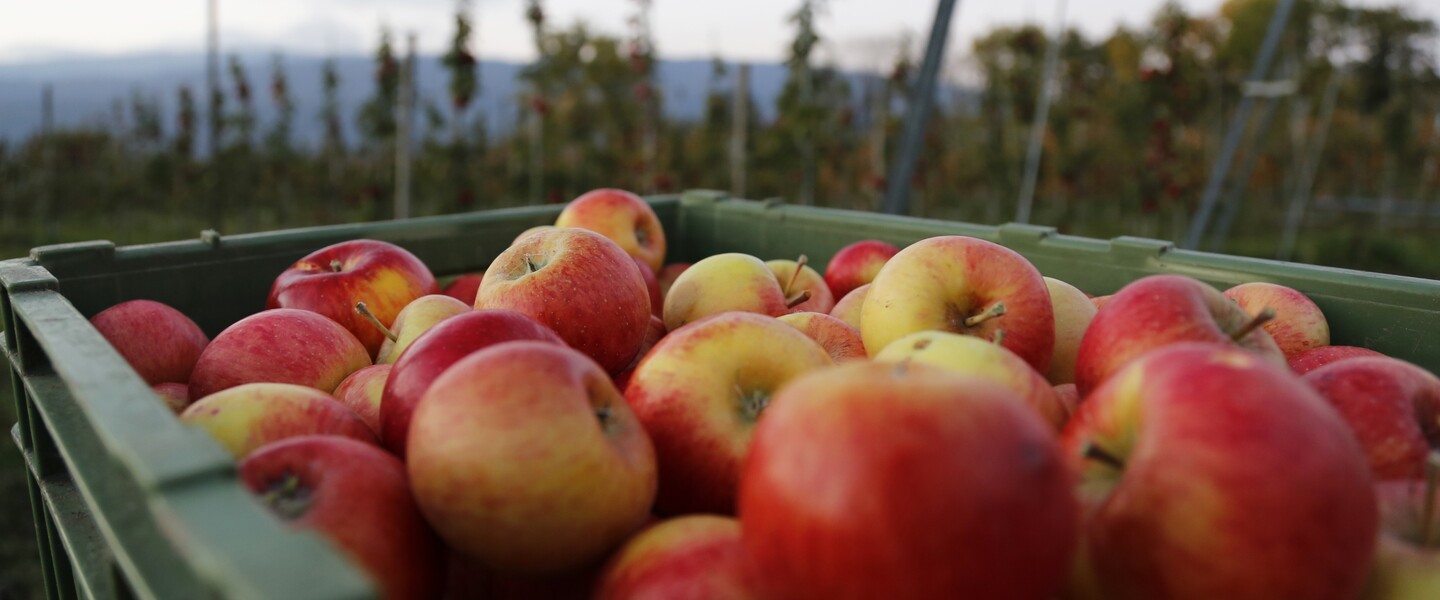 &Auml;pfel werden abtransportiert