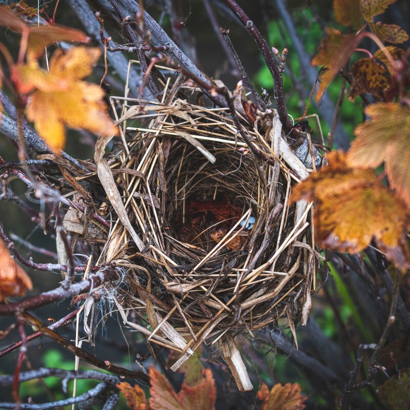 Vogelnest im Baum