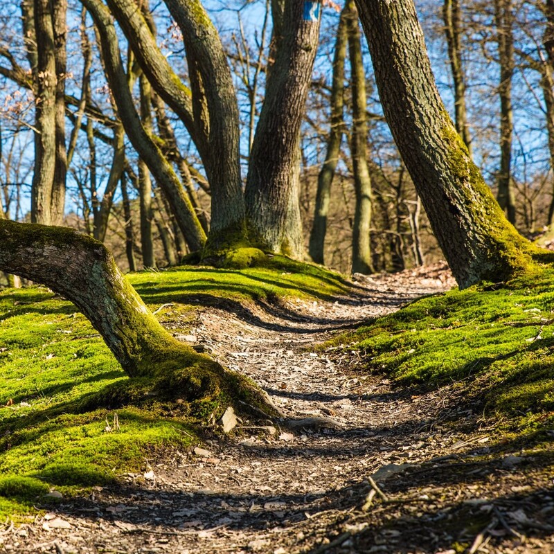 Trampelpfad im Wald