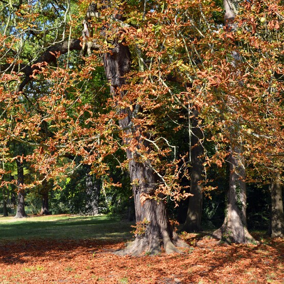 Rosskastanie im Herbst