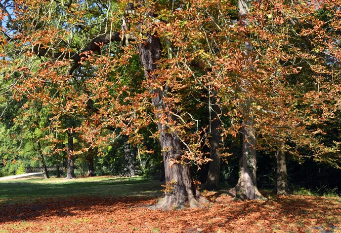 Rosskastanie im Herbst