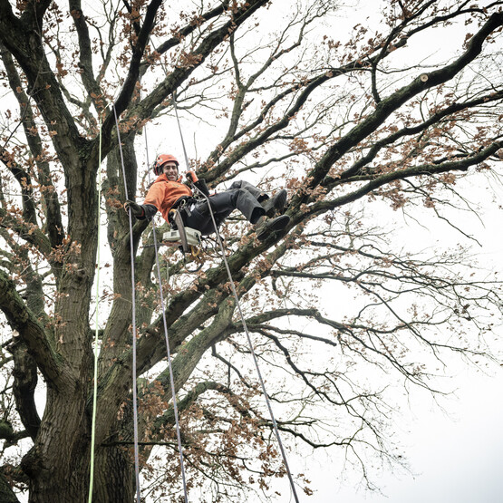 Mann häng im Baum und schneidet ihn