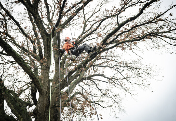 Mann häng im Baum und schneidet ihn