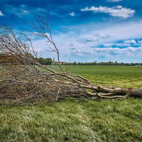 Ein morscher Baum wurde gefällt