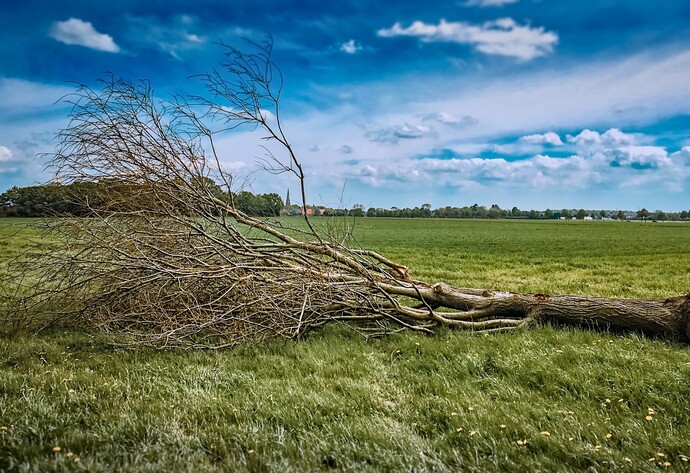 Ein morscher Baum wurde gefällt