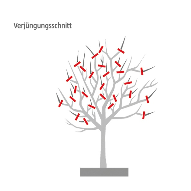 Illustration Verjüngungsschnitt