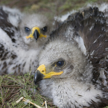 Zwei Baby Schreiadler