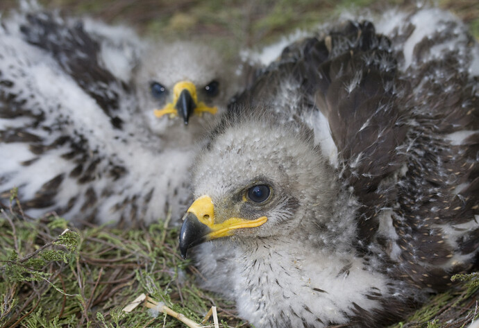 Zwei Baby Schreiadler