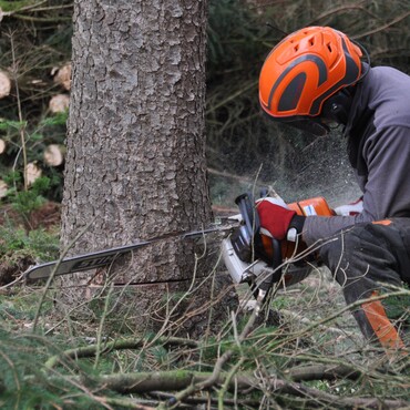 Mann faellt Baum im Wald