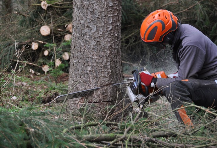 Mann faellt Baum im Wald