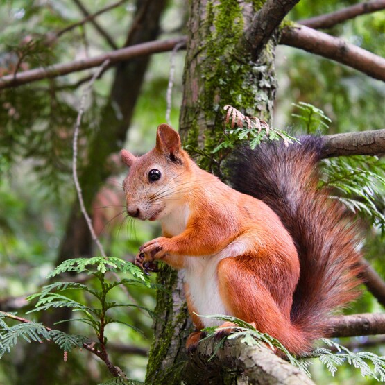 Eichhörnchen auf Baum