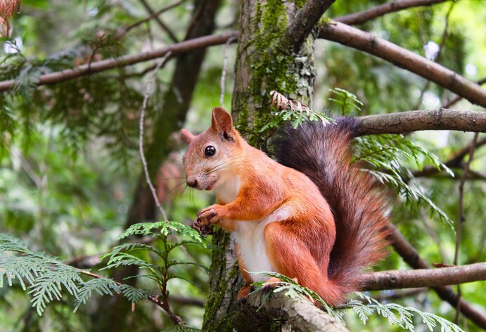 Eichhörnchen auf Baum