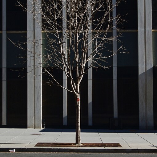 Einzlener Baum steht auf Gehweg