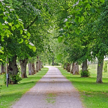 Allee aus Linden