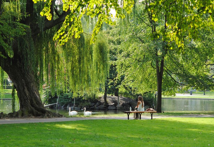 Bäume stehen neben See in Park