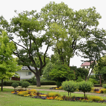 Futuristisch aussehende Bäume in kleinem park