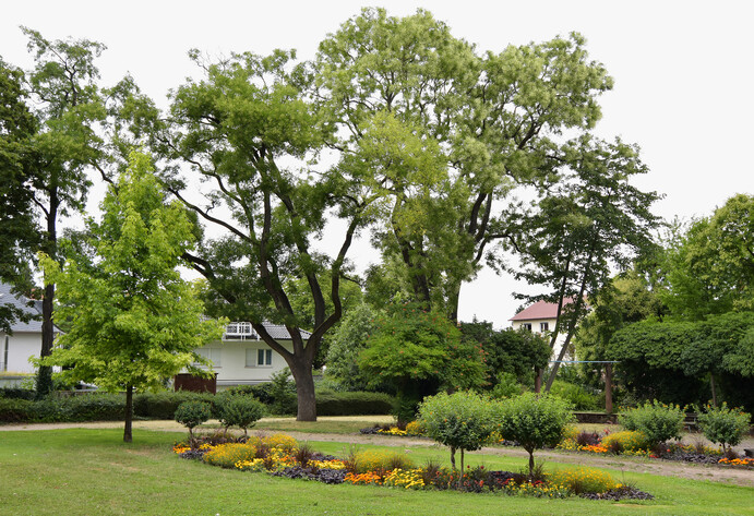 Futuristisch aussehende Bäume in kleinem park