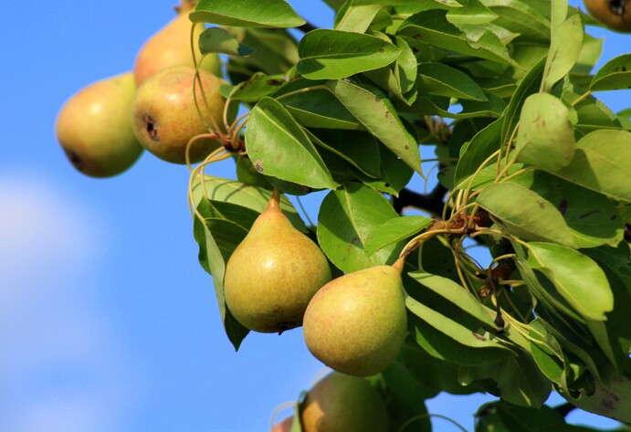 Birnen am Baum