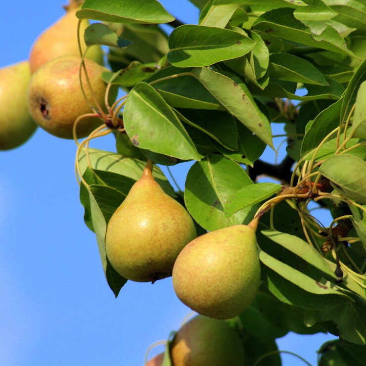 Birnen am Baum