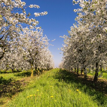 Obstbaum Kronen