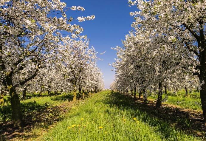 Obstbaum Kronen