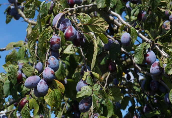 Pflaumen am Baum
