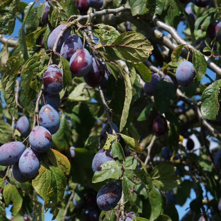 Pflaumen am Baum