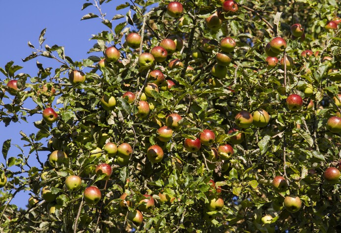 Apfelbaum