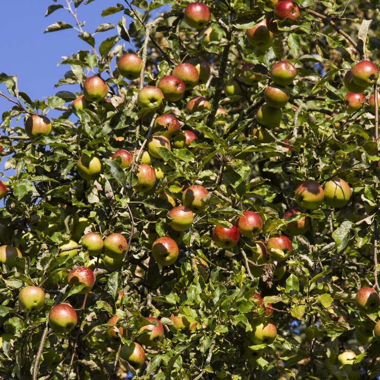 Apfelbaum