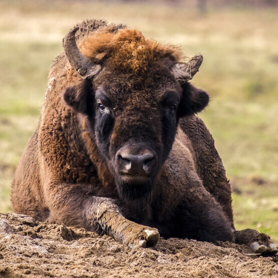 Wisent auf Wiese