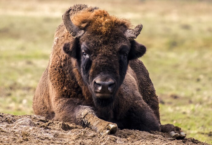 Wisent auf Wiese