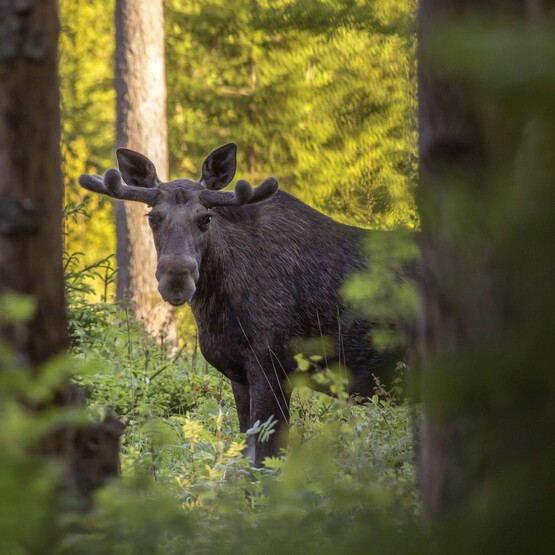 Elch im Wald