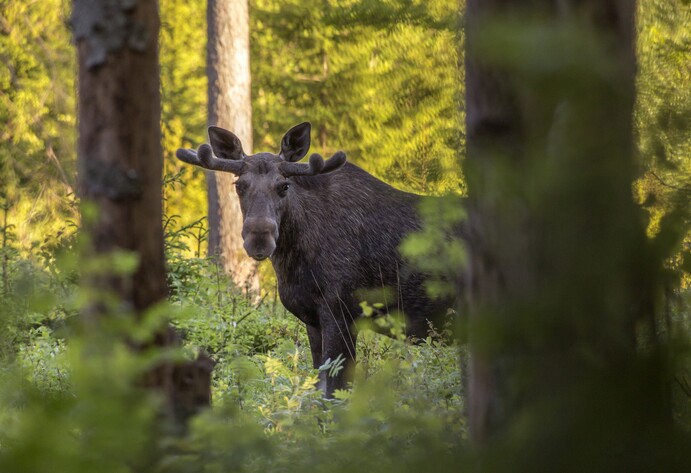 Elch im Wald